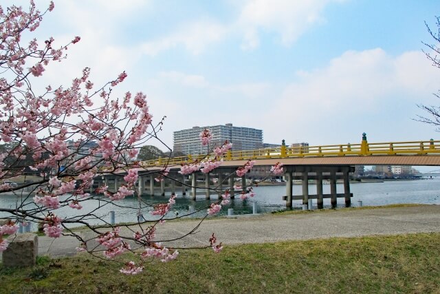 瀬田川流域の桜