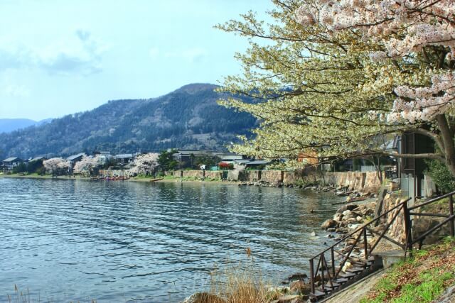 海津大崎の桜