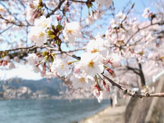 海津大崎の桜