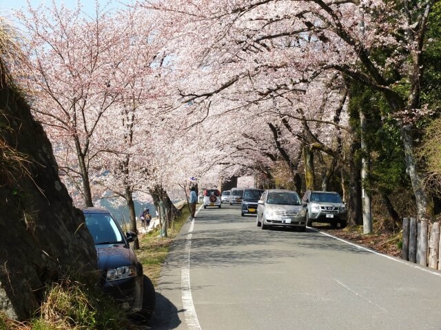 海津大崎の桜トンネル