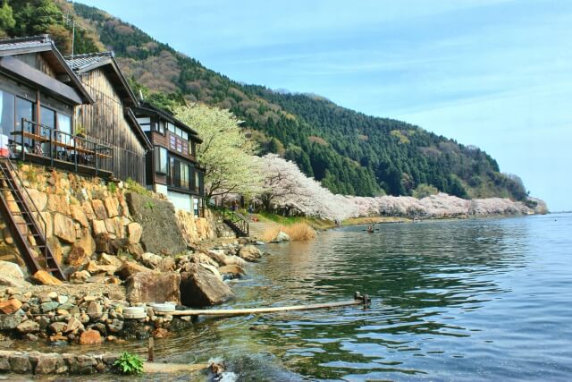 海津大崎の桜