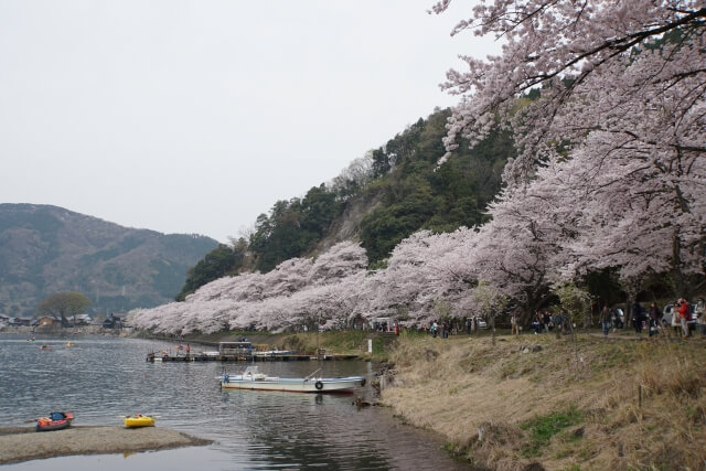 梅津大橋の桜