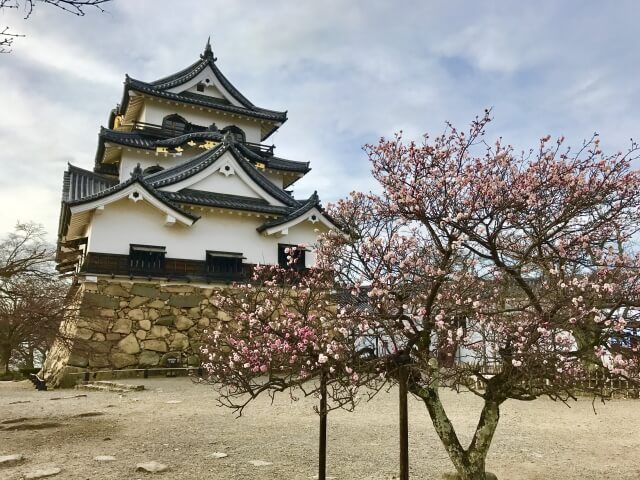 彦根城は梅も見所 桜開花の一足先に訪れたい絶景花見スポット 旅ゆら