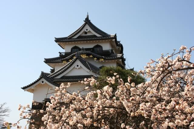 彦根城は梅も見所 桜開花の一足先に訪れたい絶景花見スポット 旅ゆら