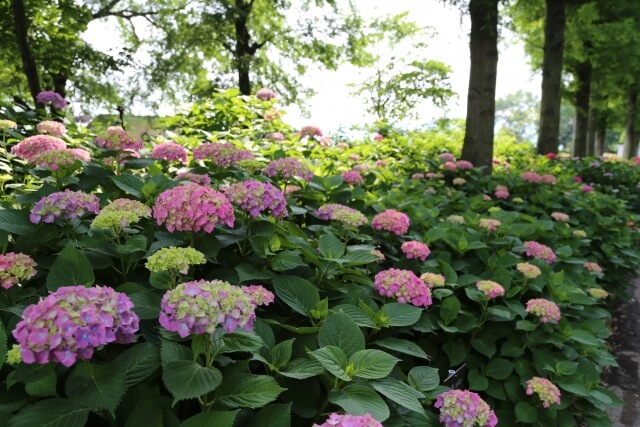 もりやま芦刈園